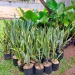 Jual Pohon Sansevieria Lidah Mertua Harga Grosir Siap Kirim