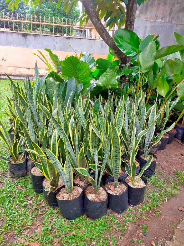 Pohon Sansivera Lidah Mertua