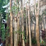 Jual Pohon Sepatu Dea Pohon Besar Bunga Sepatu Dea