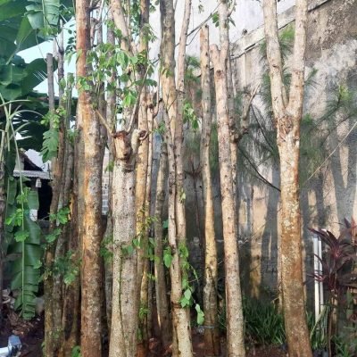 Pohon Sepatu Dea
