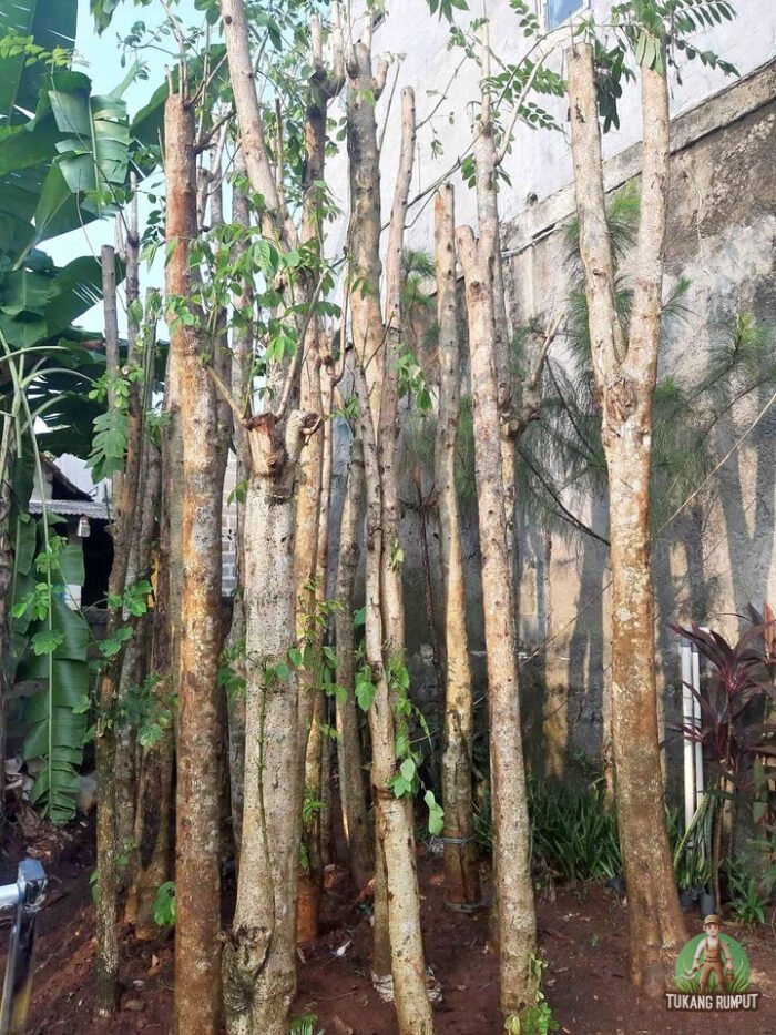 Pohon Sepatu Dea