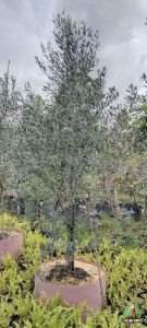 Pohon Zaitun