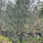 Jual Pohon Zaitun Tanaman Zaitun Olive Oil Asli