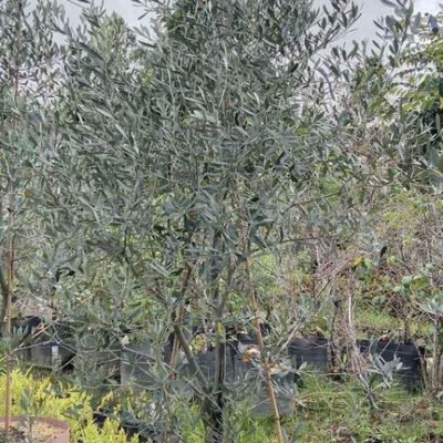 Pohon Zaitun