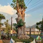 Jual Pohon Pule Fosil Harga Terbaru