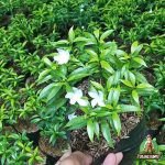 Jual Tanaman Rembosa Mini Harga Murah