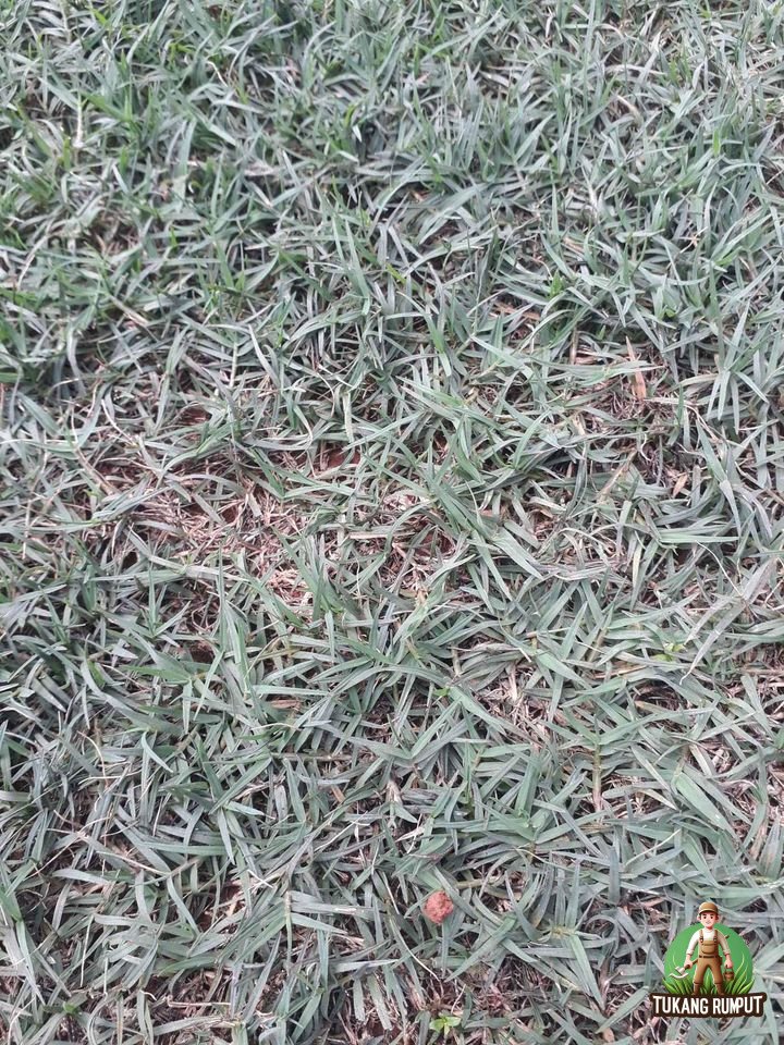 Jual Rumput Setu