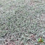 Jual Rumput Golf Untuk Taman Terdekat Harga Terbaru