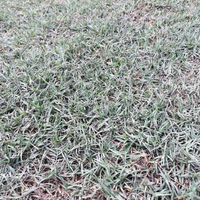 Rumput Golf
