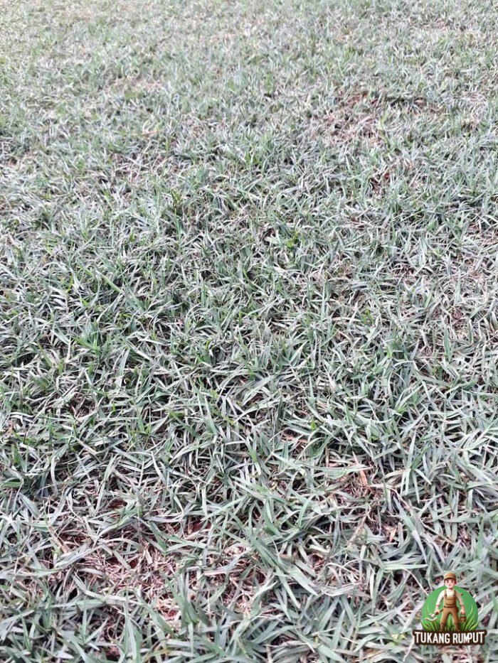 Rumput Golf
