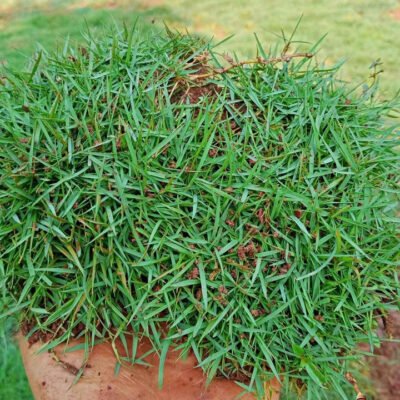 Rumput Peking