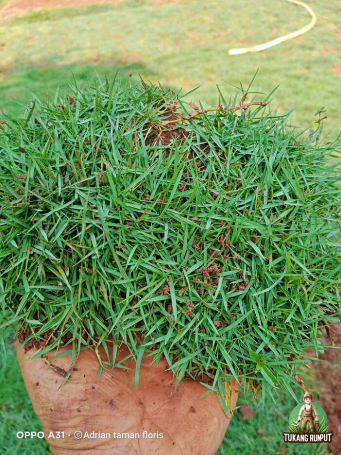 Rumput Peking