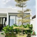 Taman Pisang Chalatea Cantik