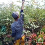 Tanaman Eucalyptus Rainbow