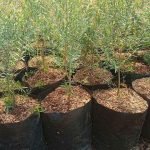 Jual Pohon Kayu Putih Bibit dan Ukuran Besar