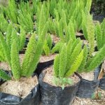 Jual Pohon Cemara Ekor Tupai Harga Murah