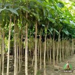 Jual Tabebuia Rosea Bunga Pink Harga Terbaru Siap Kirim