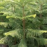 Jual Cemara Norfolk Besar Tinggi 1-5 Meter Harga Murah Terbaru