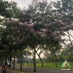 Jual Tabebuia Rosea Bunga Pink Harga Terbaru Siap Kirim