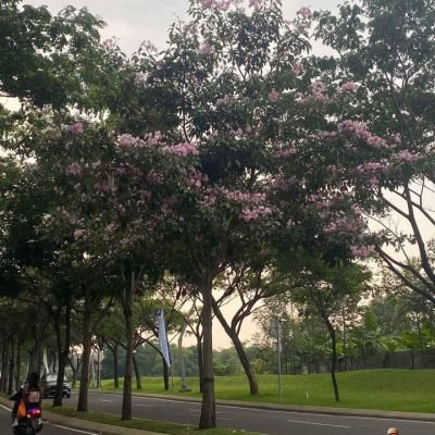 jual tabebuia rosea