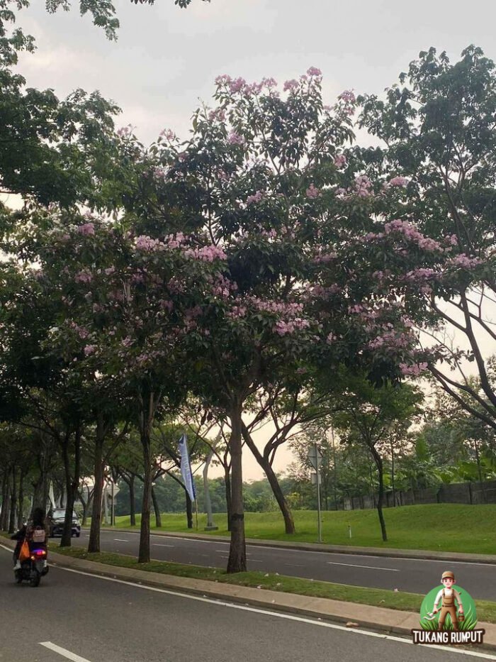 jual tabebuia rosea