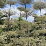 Jual Ketapang Kencana Varigata Tinggi 2 Meter