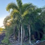 Jual Pohon Palem Ekor Tupai Harga Terbaru Murah