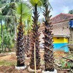 Jual Pohon Lontar Tanaman Buah Lontar Siwalan