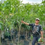 Jual Pohon Mangga Harum Manis Tinggi 2 Meter Harga Murah