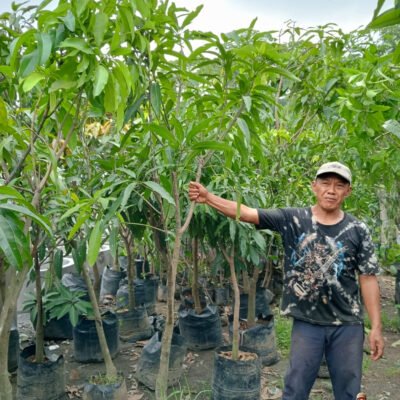 Jual Pohon Mangga Harum Manis