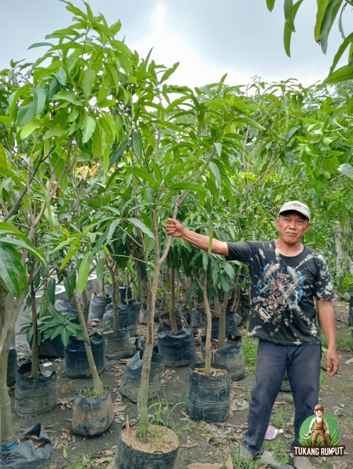 Jual Pohon Mangga Harum Manis