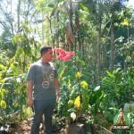 Jual Pohon Warwesia