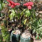 Jual Pohon Warwesia – Tanaman Bunga Warwesia Harga Murah