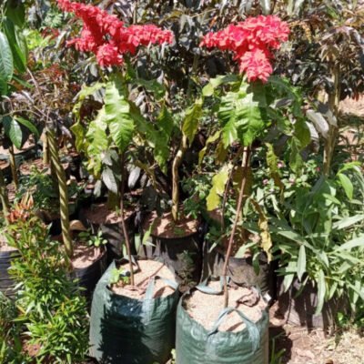 Pohon Bunga Warwesia