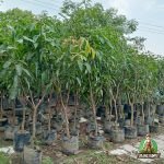 Pohon Mangga Harum Manis 2 Meter
