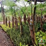 Jual Pohon Pakis Monyet (Pakis Ekor Monyet / Kera)