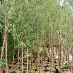 Jual Pohon Liang Liu Harga Murah Siap Kirim