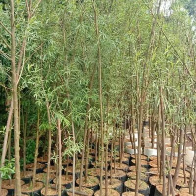 Jual Pohon Liang Liu