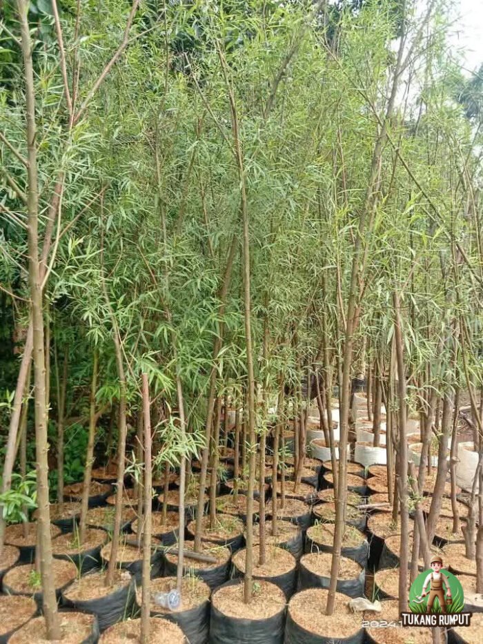 Jual Pohon Liang Liu