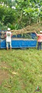 Pengiriman Pohon Liang Liu Ukuran Besar