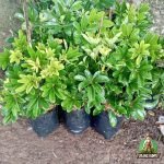 Harga Walisongo Daun Kecil
