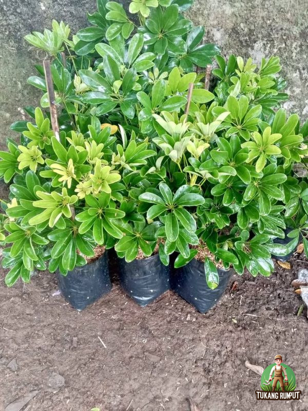 Harga Walisongo Daun Kecil