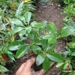 Jual Pohon Walisongo Daun Kecil Tanaman Hias Elegan untuk Taman