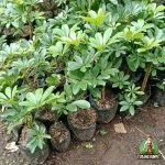 Walisongo daun Kecil