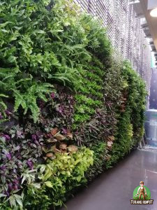 Jasa Pembuatan Vertical Garden Tanaman Asli