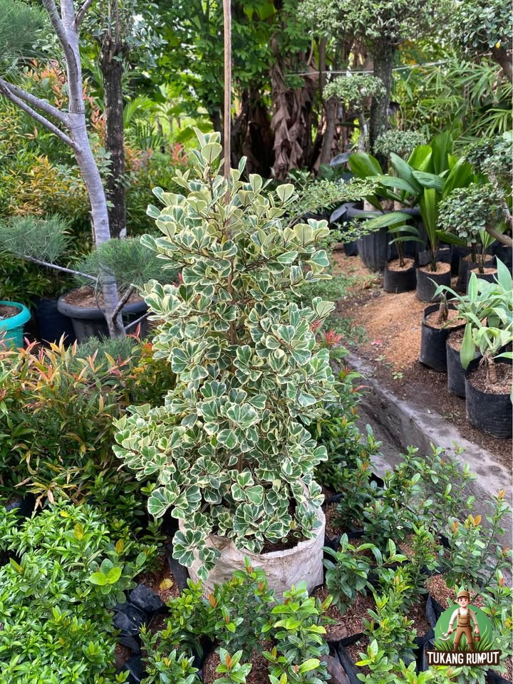 Beringin Kupu Kupu Murah