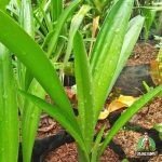 Jual Pohon Bakung Air Mancur Harga Terbaru, Bibit & Ukuran Besar Siap Tanam