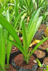 Jual Pohon Bakung Air Mancur