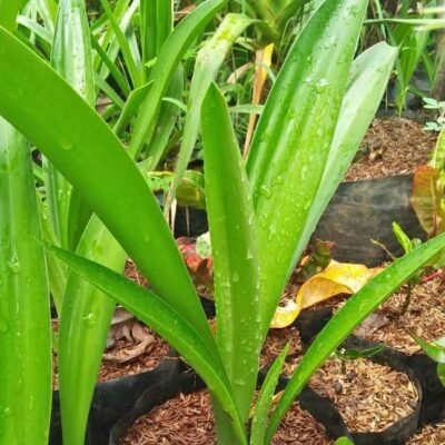 Jual Pohon Bakung Air Mancur