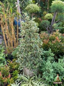 Jual Pohon Beringin Kupu Kupu